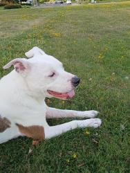 Reunited Male Dog last seen Egret Park, Sacramento, CA 95835