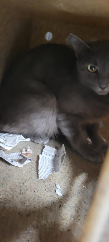 Shelter Stray Female Cat last seen , West Valley Animal Shelter, 20655 Plummer St, Chatsworth, CA 91311, USA
