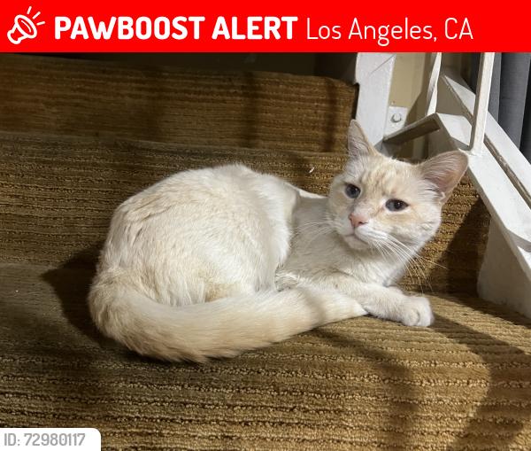 Lost Male Cat last seen Parthenia St & Gloria Ave, Los Angeles, CA 91343