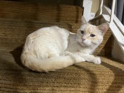 Lost Male Cat last seen Parthenia St & Gloria Ave, Los Angeles, CA 91343