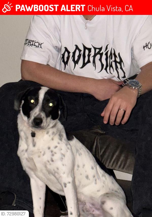 Lost Male Dog last seen Fifth avenue and F street, Chula Vista, CA 91910