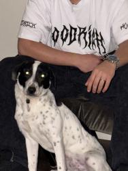 Lost Male Dog last seen Fifth avenue and F street, Chula Vista, CA 91910