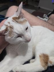 Reunited Female Cat last seen Windstone CT and Stoneview RD, Bloomington, IN 47403