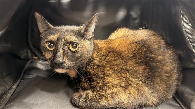 Shelter Stray Female Cat last seen LEWIS STEIN RD / SHELDON RD, 9150 Union Park Way, Elk Grove, CA 95624, USA