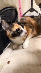 Shelter Stray Female Cat last seen LEWIS STEIN RD / SHELDON RD, 9150 Union Park Way, Elk Grove, CA 95624, USA