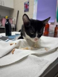 Shelter Stray Male Cat last seen LEWIS STEIN RD / SHELDON RD, 9150 Union Park Way, Elk Grove, CA 95624, USA