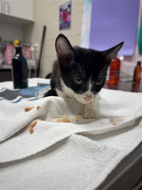 Shelter Stray Male Cat last seen LEWIS STEIN RD / SHELDON RD, 9150 Union Park Way, Elk Grove, CA 95624, USA