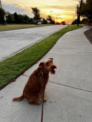 Reunited Female Dog last seen Coit/Virigina, McKinney, TX 75072