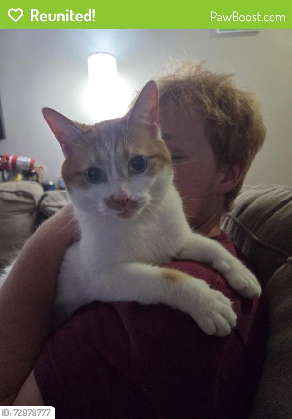 Reunited Male Cat last seen Belsar Ave & Nicholson Ave, Cudahy, WI 53110