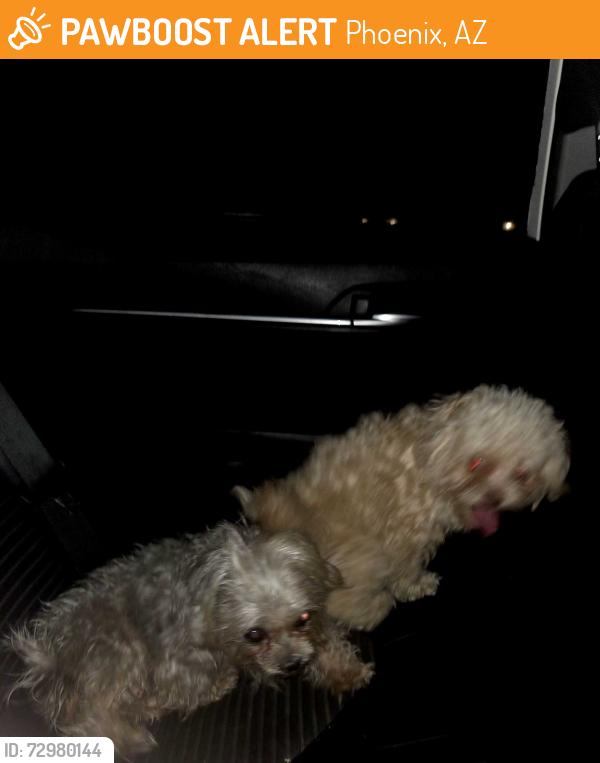 Found/Stray Female Dog last seen Missouri ave, Phoenix, AZ 85019