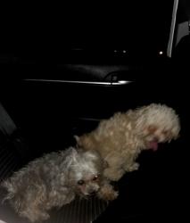 Found/Stray Female Dog last seen Missouri ave, Phoenix, AZ 85019