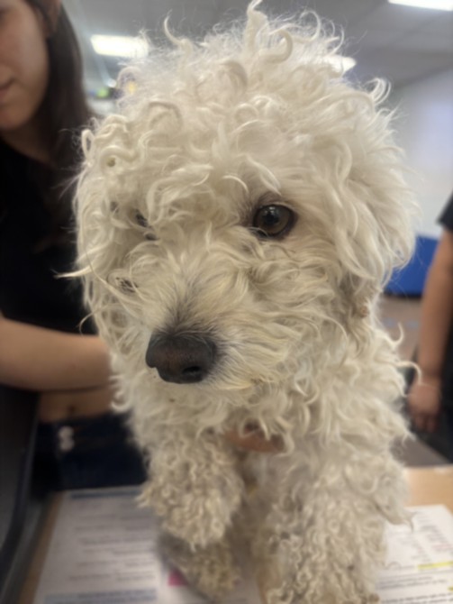 Shelter Stray Male Dog last seen , 14409 Vanowen St, Van Nuys, CA 91405, USA