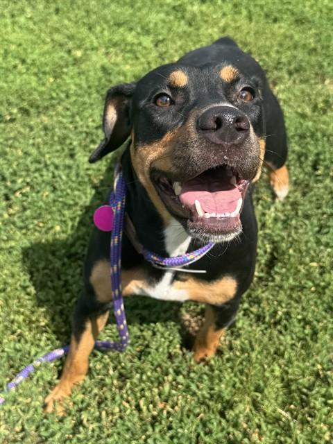 Shelter Stray Female Dog last seen Near BLOCK BANK ST, 3528 Newburg Rd, Louisville, KY 40218, USA