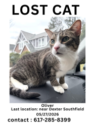 Lost Male Cat last seen Around the Brookline area near Dexter, Southfield, and Allendale Farm, Brookline, MA 02445