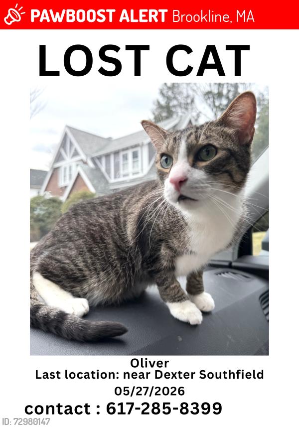 Lost Male Cat last seen Around the Brookline area near Dexter, Southfield, and Allendale Farm, Brookline, MA 02445