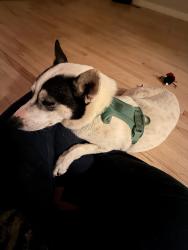 Reunited Female Dog last seen E Quincy rd & S Buckley Rd, Aurora, CO 80013