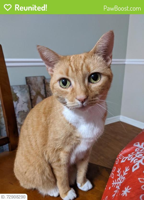 Reunited Female Cat last seen Entrance of Cadia, Summerville, SC 29486