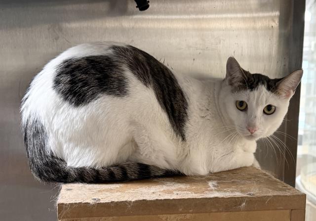 Shelter Stray Male Cat last seen , 3201 Lacy St, Los Angeles, CA 90031, USA