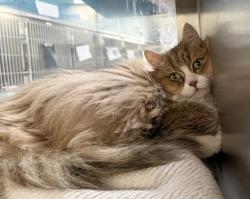 Shelter Stray Male Cat last seen , 3201 Lacy St, Los Angeles, CA 90031, USA