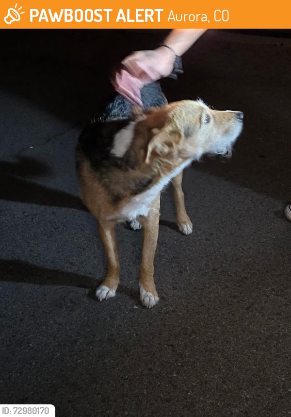 Found/Stray Male Dog last seen Nome and Parkeast Ave, Aurora, CO 80010