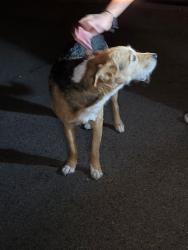 Found/Stray Male Dog last seen Nome and Parkeast Ave, Aurora, CO 80010