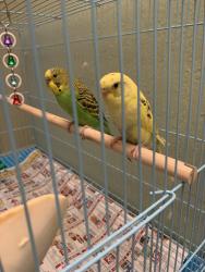 Lost Unknown Bird last seen Verde Cruz, Carmichael, CA 95608