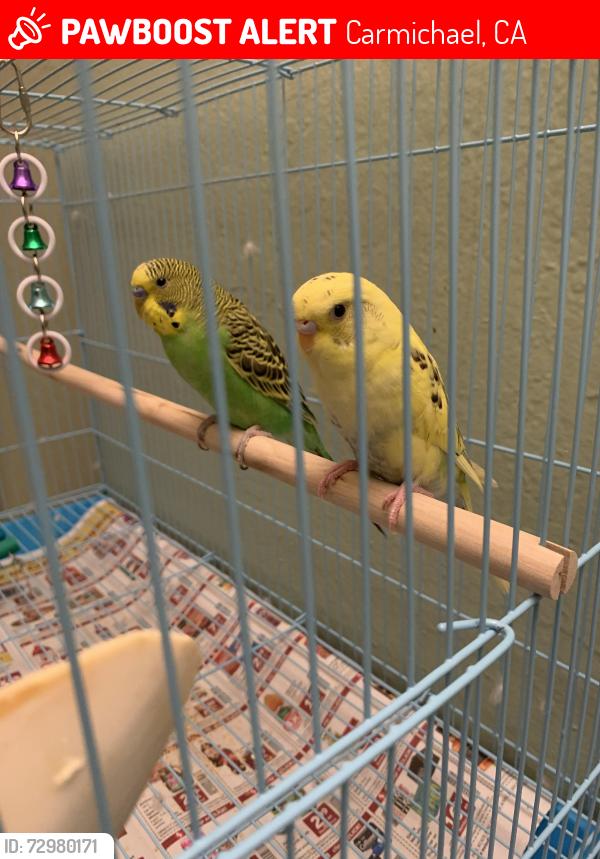 Lost Unknown Bird last seen Verde Cruz, Carmichael, CA 95608