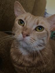 Reunited Female Cat last seen 71st and Peoria , Peoria, AZ 85345