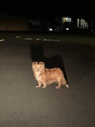 Found/Stray Unknown Dog last seen Bolivar ave and melorose, North Highlands, CA 95660