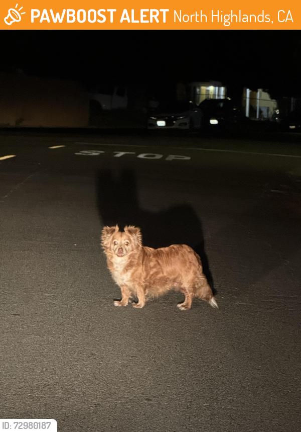 Found/Stray Unknown Dog last seen Bolivar ave and melorose, North Highlands, CA 95660