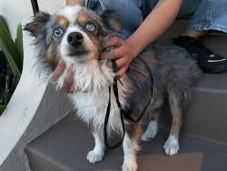 Found/Stray Male Dog last seen E 18th St and 34th Avenue, Oakland, CA 94601