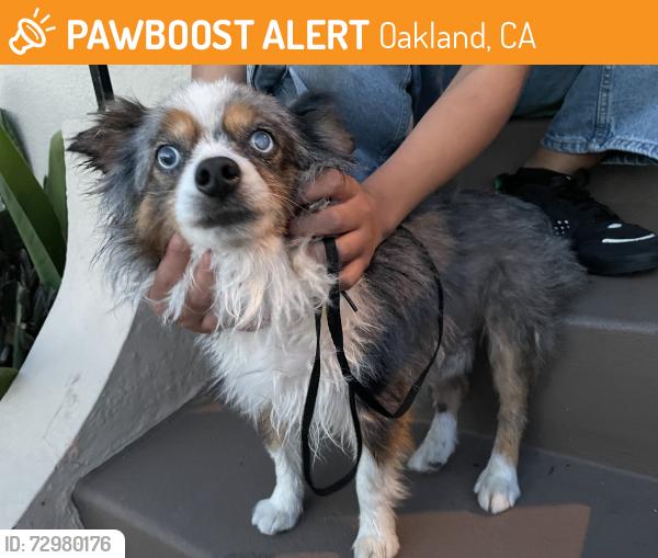 Found/Stray Male Dog last seen E 18th St and 34th Avenue, Oakland, CA 94601