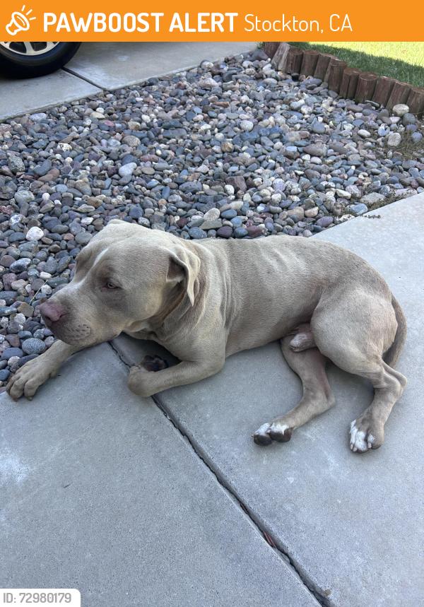 Found/Stray Male Dog last seen Bear Creek High School , Stockton, CA 95209