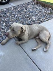 Found/Stray Male Dog last seen Bear Creek High School , Stockton, CA 95209