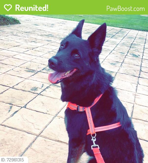 Reunited Female Dog last seen Ayers St, Corpus Christi, TX, USA, Corpus Christi, TX 78416
