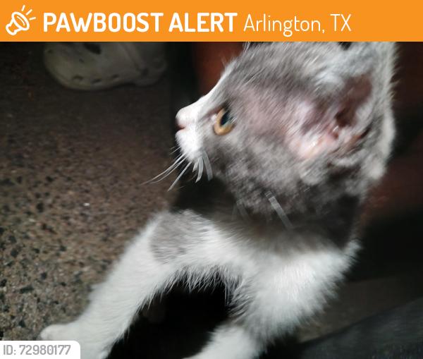 Found/Stray Unknown Cat last seen Cravens Park, Arlington, TX 76018