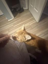 Reunited Male Cat last seen Near Abbott street hiding, Lowell, MA 01852