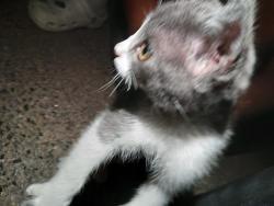 Found/Stray Unknown Cat last seen Cravens Park, Arlington, TX 76018