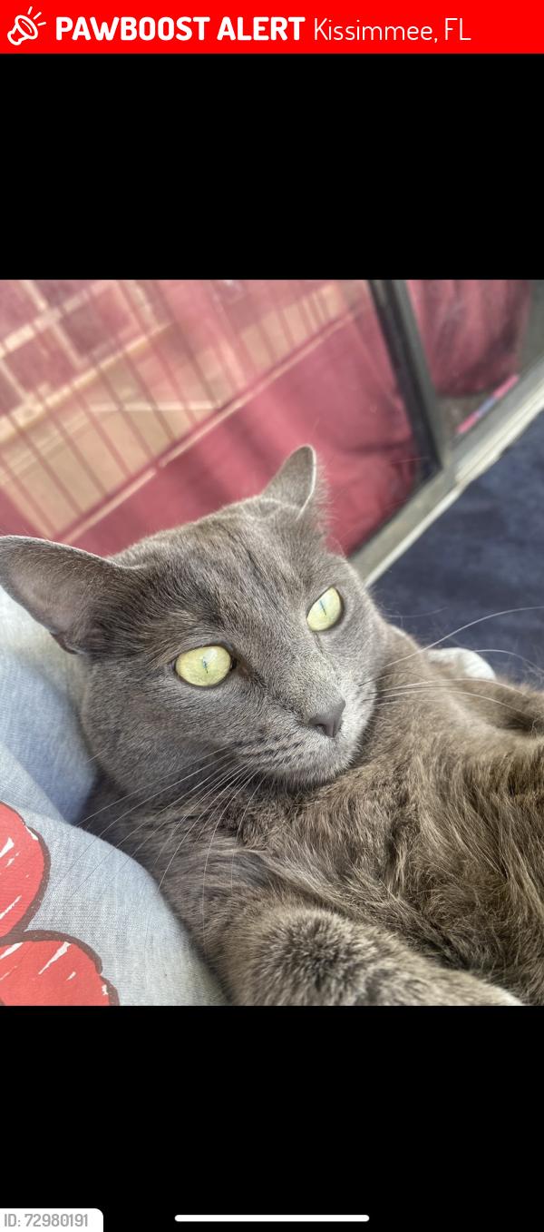 Lost Female Cat last seen West oak st , Kissimmee, FL 34741
