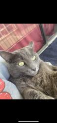 Lost Female Cat last seen West oak st , Kissimmee, FL 34741
