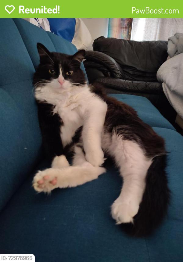 Reunited Male Cat last seen Jay B. Starkey Wilderness Park Preserve, New Port Richey, FL 34655