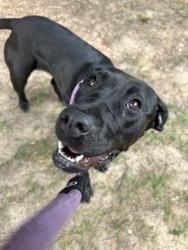 Shelter Stray Female Dog last seen Near Columbia Woods Dr, 30032, GA, Atlanta, GA 30341