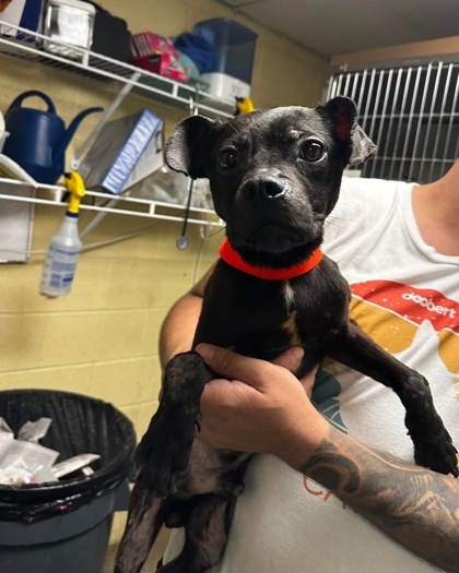 Shelter Stray Male Dog last seen Watertower and Par, North Myrtle Beach, SC, 409 Bay St, North Myrtle Beach, SC 29582, USA
