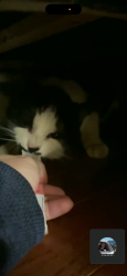Reunited Male Cat last seen Cormack Crescent NW, Edmonton, AB T6R 2E6