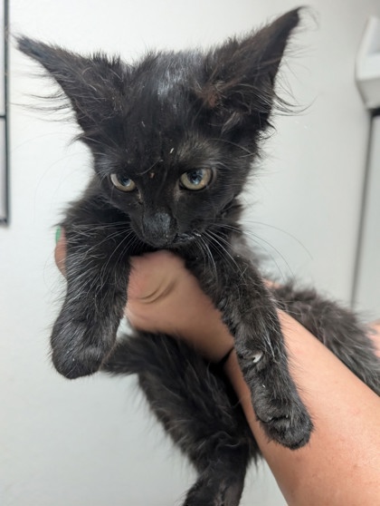 Shelter Stray Male Cat last seen Rancho Cordova, CA 95670, Sacramento, CA 95828