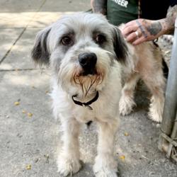 Shelter Stray Male Dog last seen Oakland, CA 94619, Oakland, CA 94601