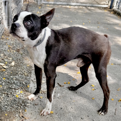 Shelter Stray Male Dog last seen Oakland, CA 94601, Oakland, CA 94601