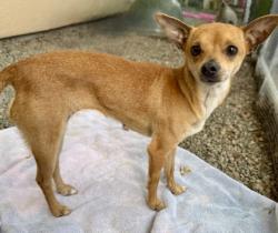 Shelter Stray Female Dog last seen Oakland, CA 94601, Oakland, CA 94601