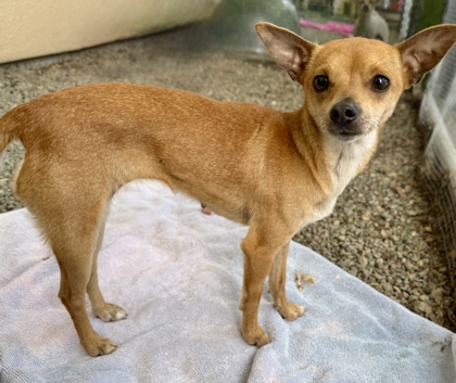 Shelter Stray Female Dog last seen Oakland, CA 94601, Oakland, CA 94601