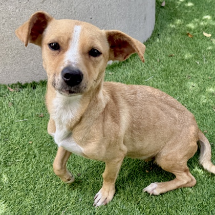 Shelter Stray Female Dog last seen Oakland, CA 94603, Oakland, CA 94601
